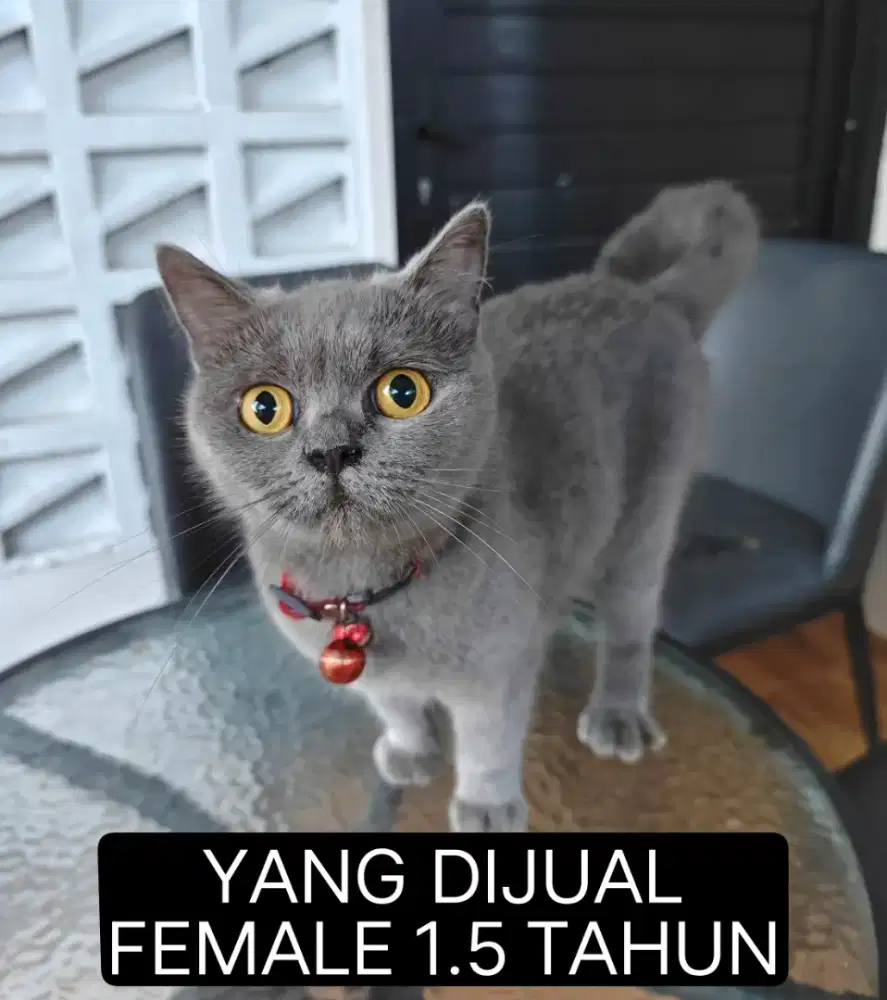 BSH FEMALE INDUKAN 1.5 TAHUN SUDAH TERBUKTI PROVEN 2X ANAK BANYAK