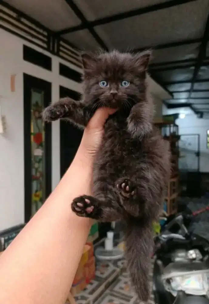 Persian bigbone