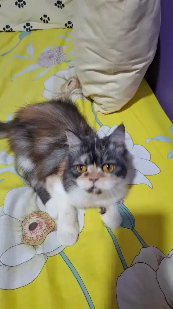 Betina calico 11 bln