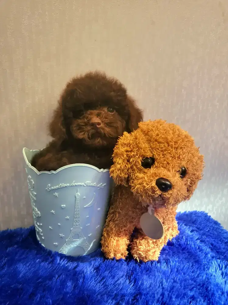 Toy poodle Choco (brown)
