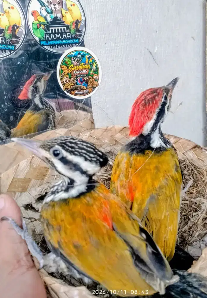 Anakan pelatuk bawang