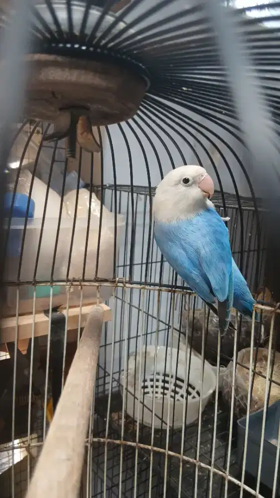 Lovebird duda lb biola opaline dark blue jantan