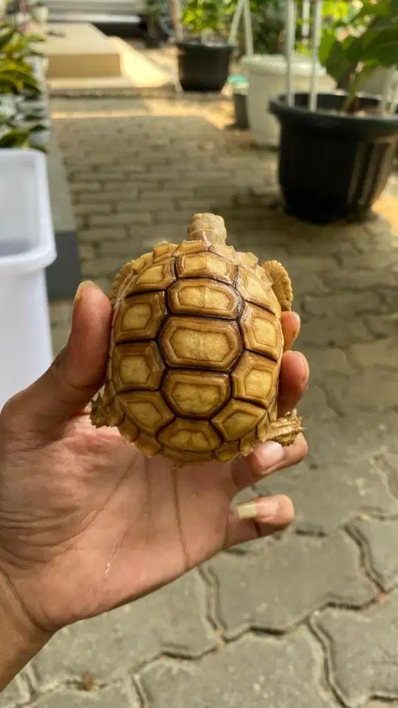 Kura kura sulcata