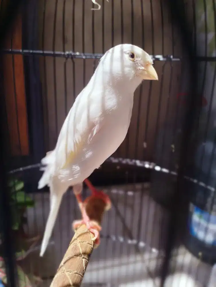 Jual kenari putih