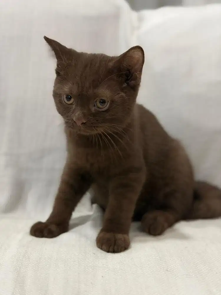 Kucing British Shorthair