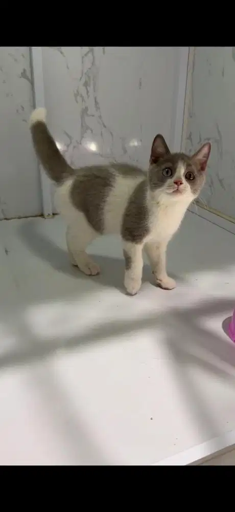 Kucing BSH Kitten