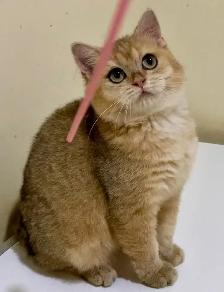 Kucing BSH Golden & Cinamon