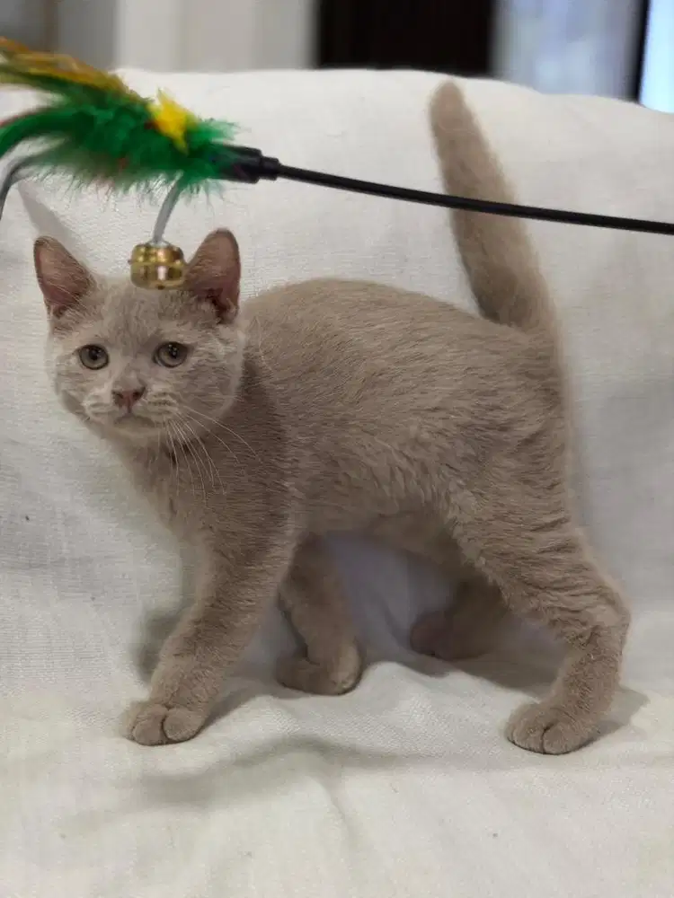Kucing BSH Kitten
