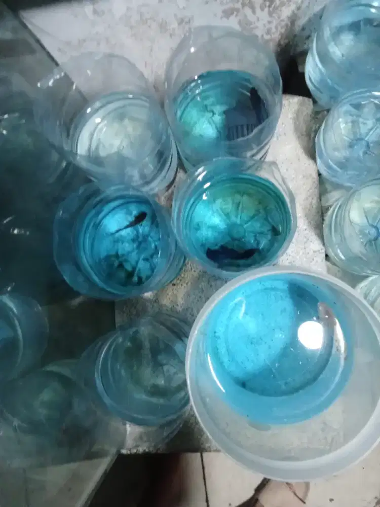 Ikan cupang delitua pamah