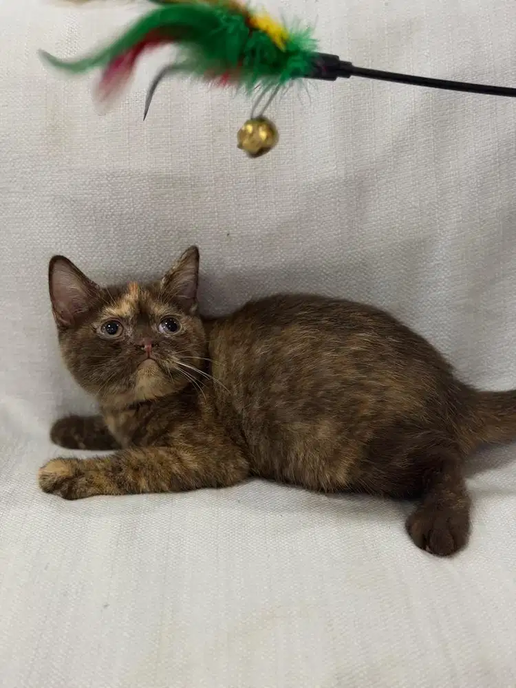 Kucing British Shorthair