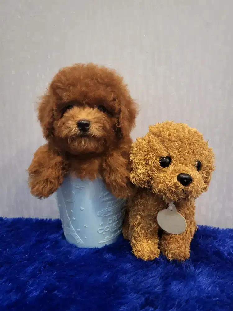 Toy poodle high quality