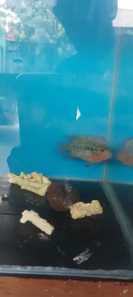 Ikan louhan srd