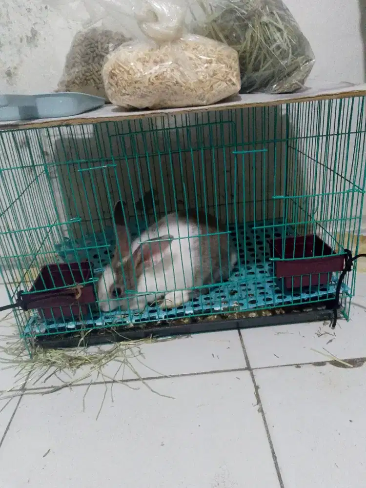 Kelinci sama kandang dan makan nya