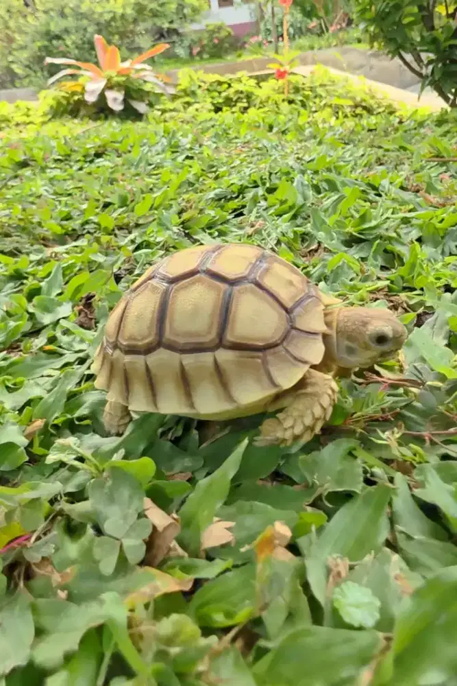 Kura kura Sulcata DotLess NgeDome Bulat Gemoy 6.5 - 7 cm ISTIMEWA