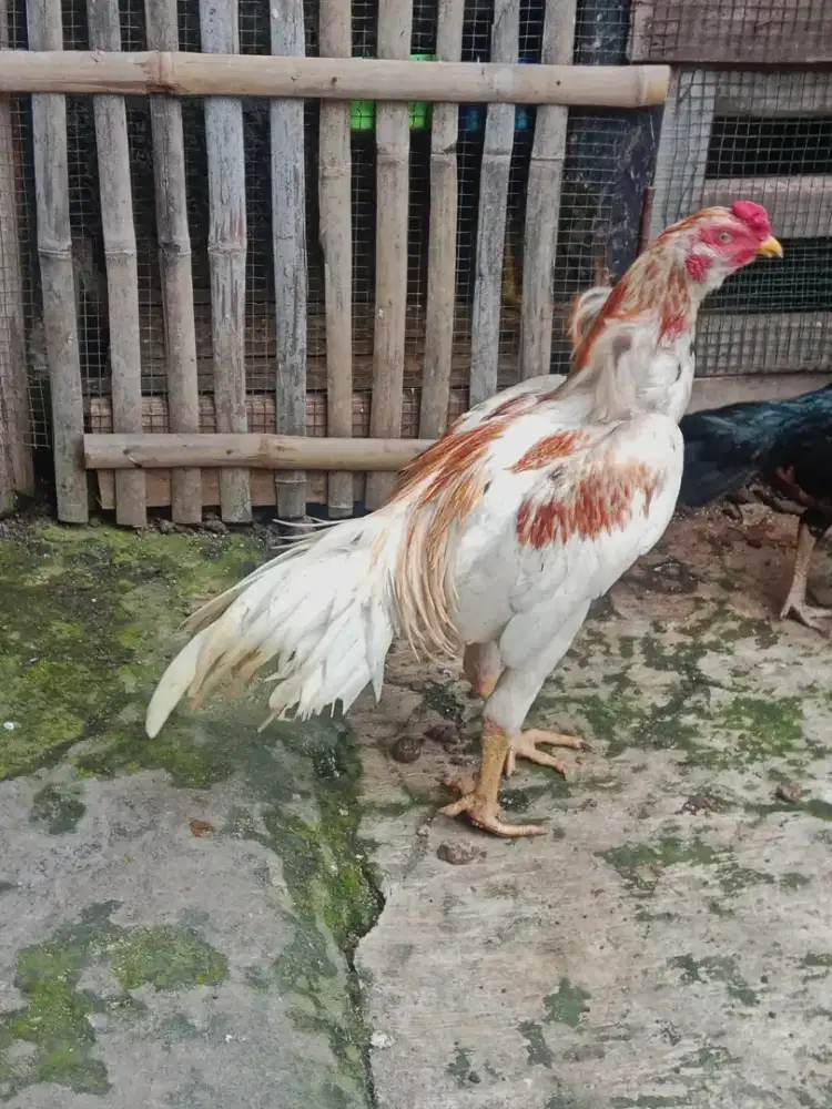 Ayam bangkok jangkar