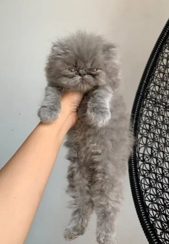 Lepas adopt kitten flatnose