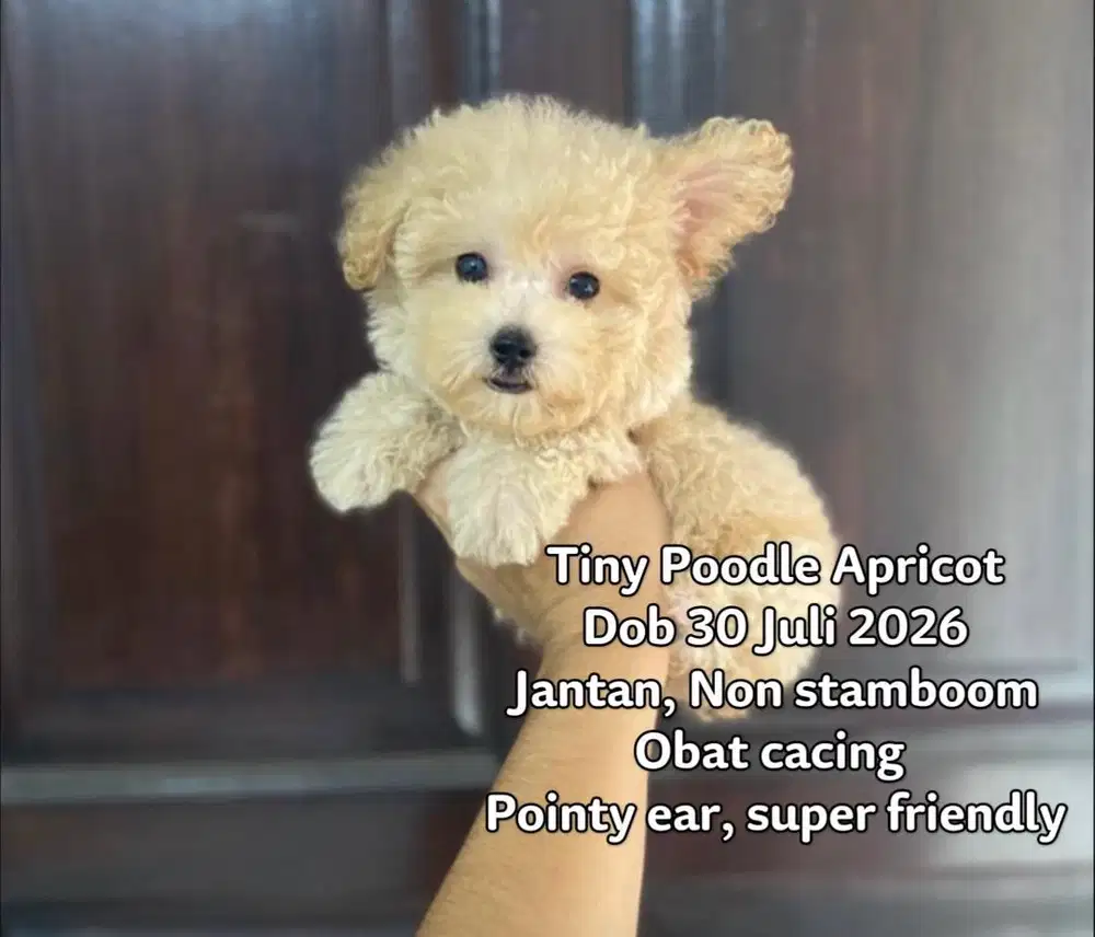 Tiny Poodle Aricot Jantan Murah