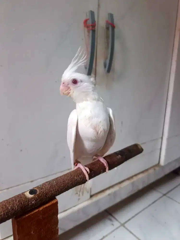 Burung falk cockatiel