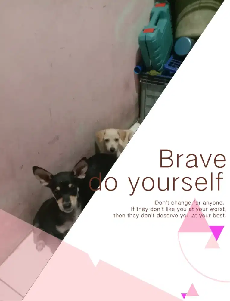 Anak anjing mix kampung