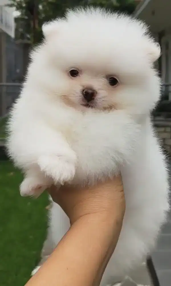 Anakan minipom female