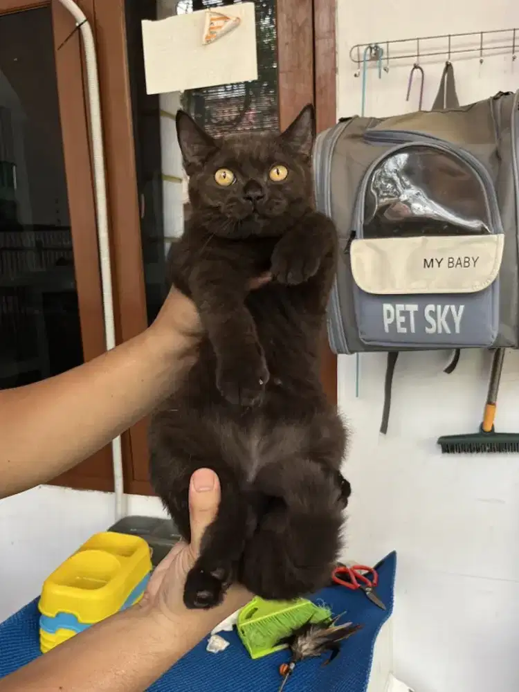 Kucing bsh British shorthair kitten black parent cinnamon