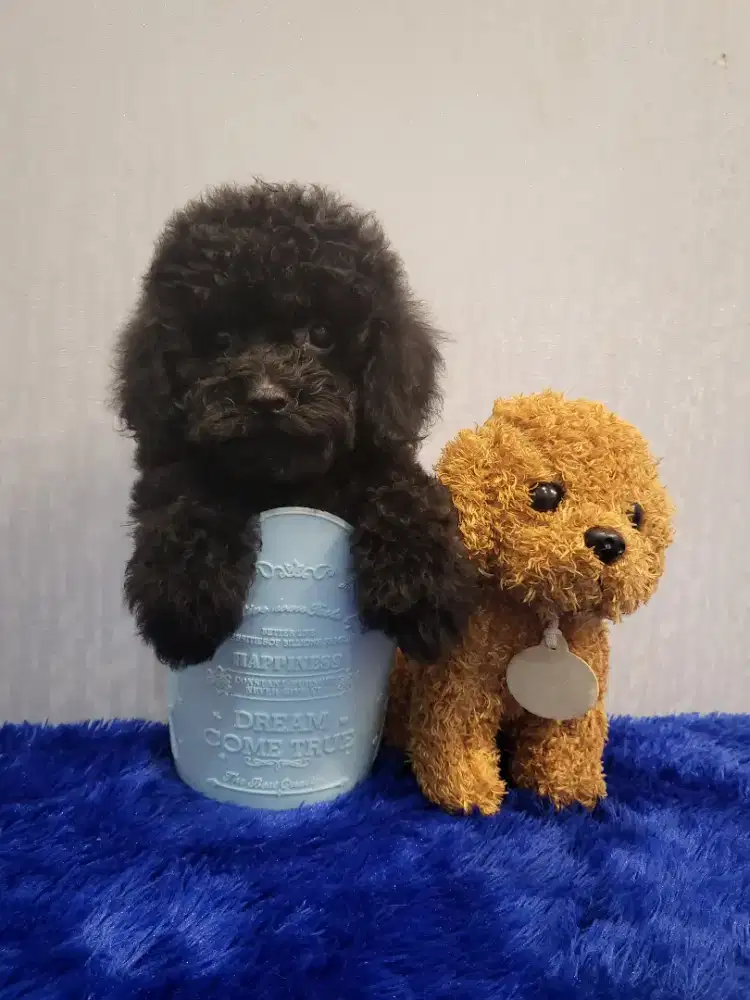 Toy poodle high quality