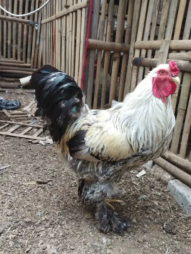 Ayam hias brahma original jago jantan