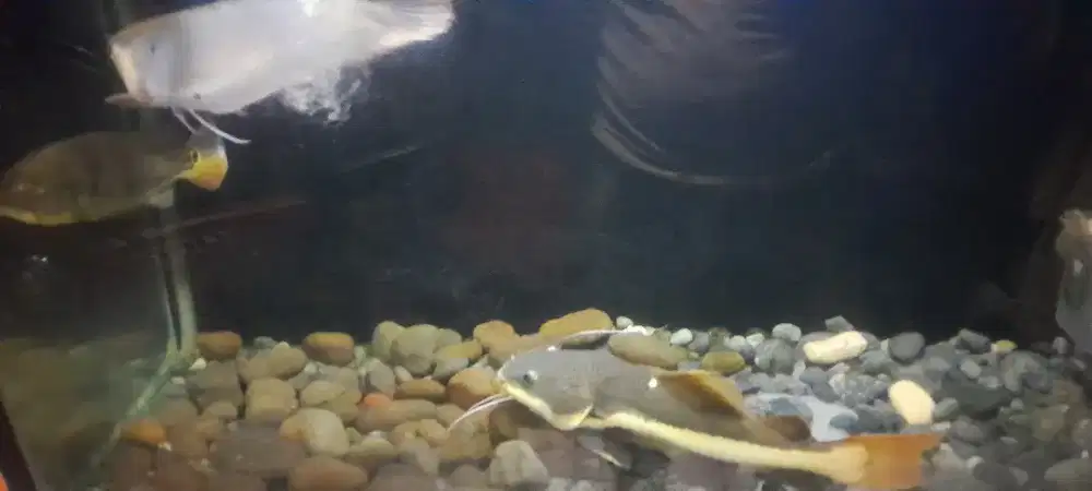 Di jual cepat 5 jenis ikan predator berukuran besar rata² ukuran 30/35
