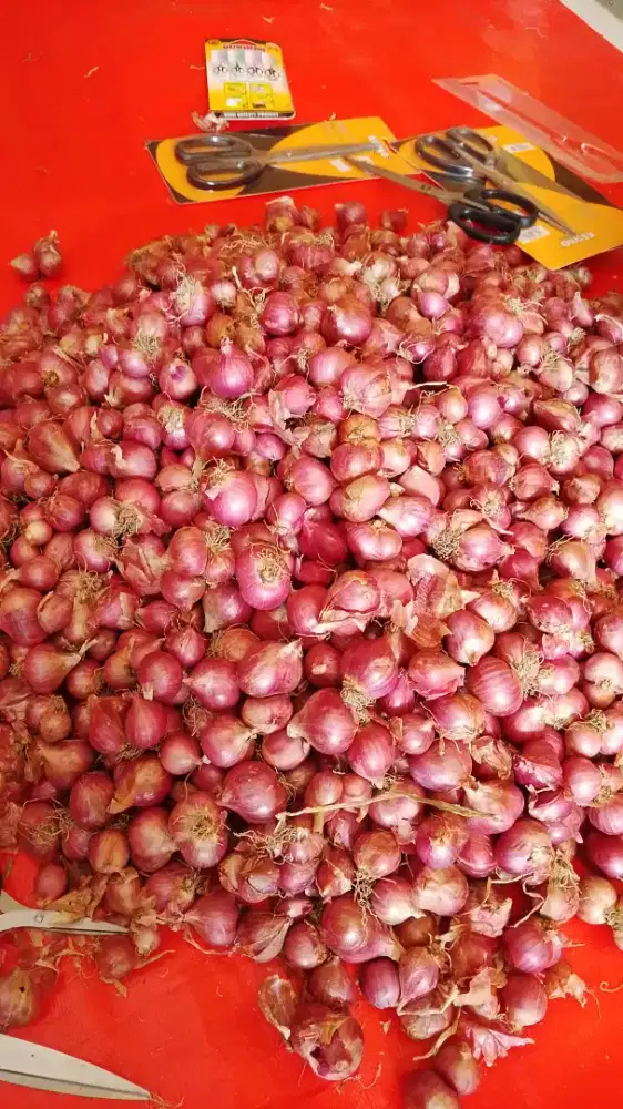 Bawang Merah Bima