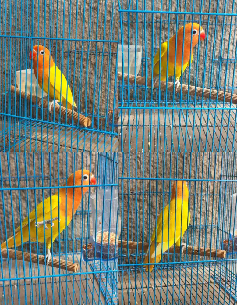 Love Bird Lutino