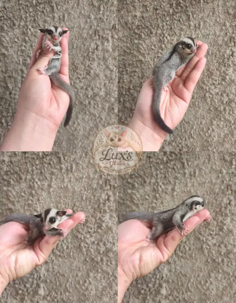 Sugar Glider Clasic Grey