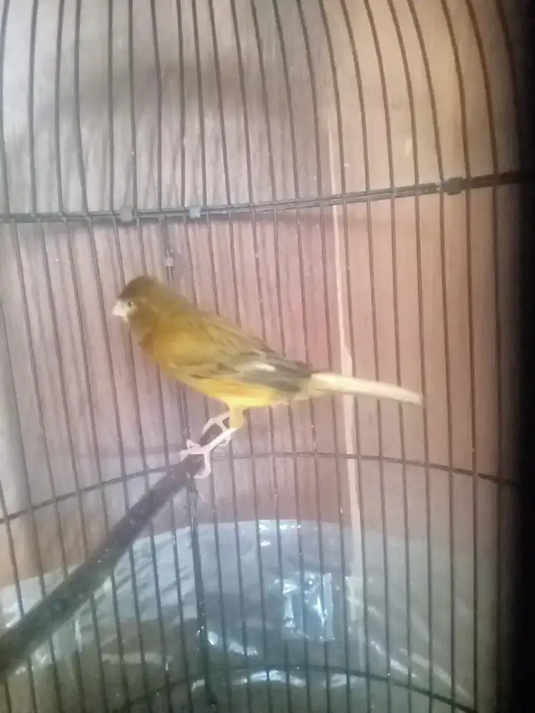 Burung Kenari gacor