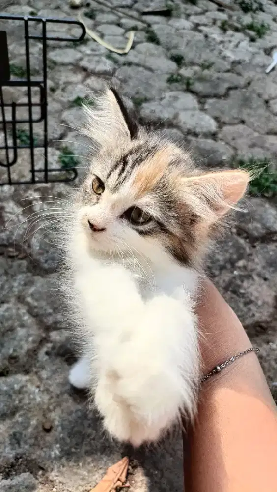 Kitten lucu dan menggemaskan