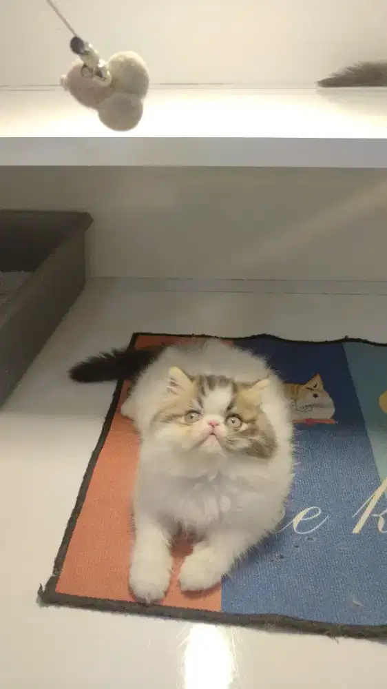 Kucing kitten persia peaknose longhair