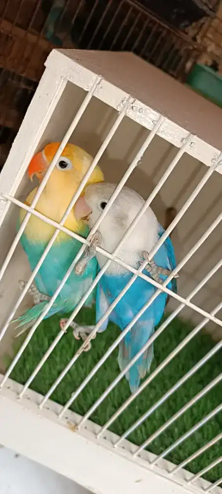 Pasangan siapan biola blue biola PB