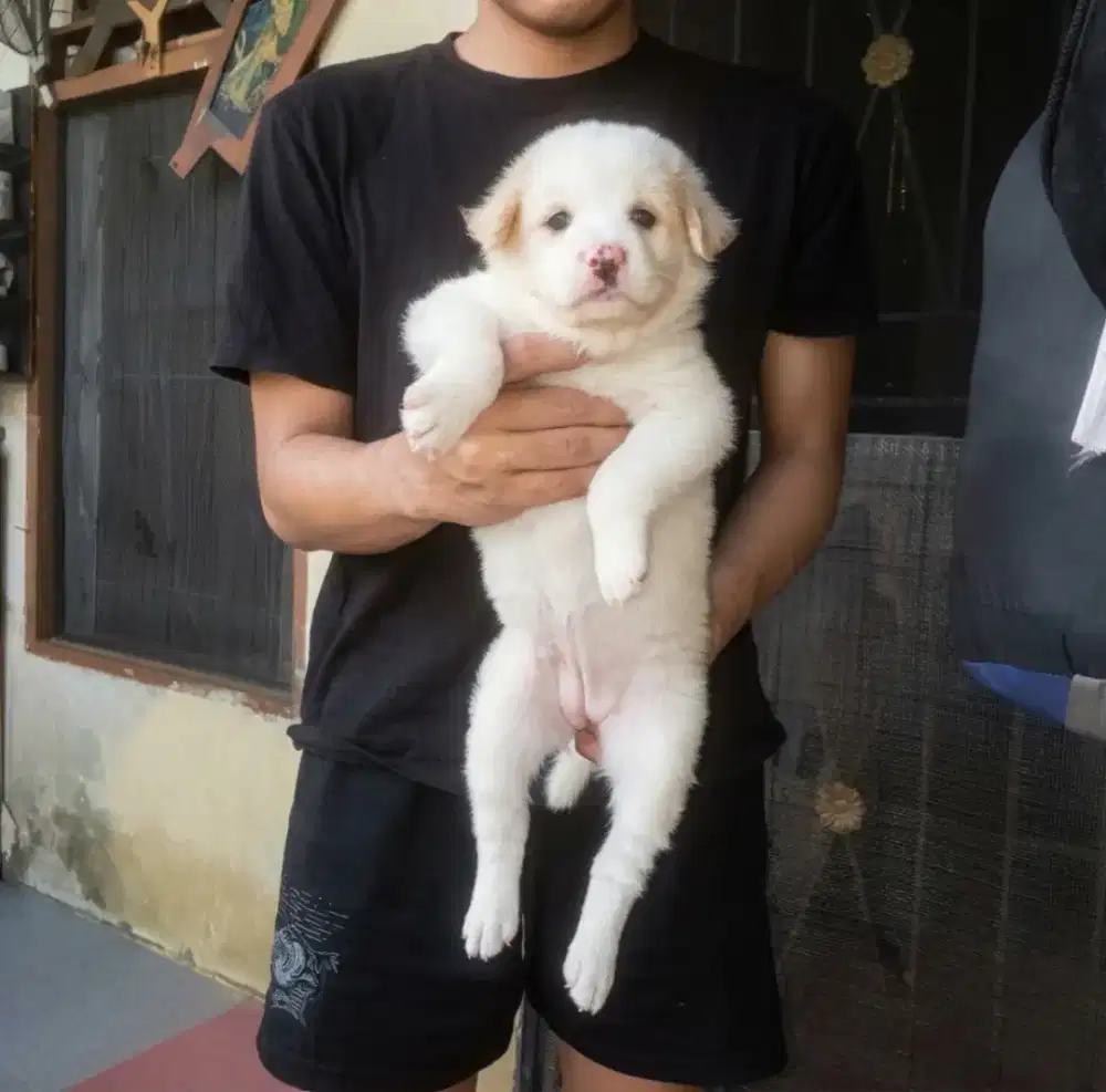 anak anjing blasteran Ras Besar
