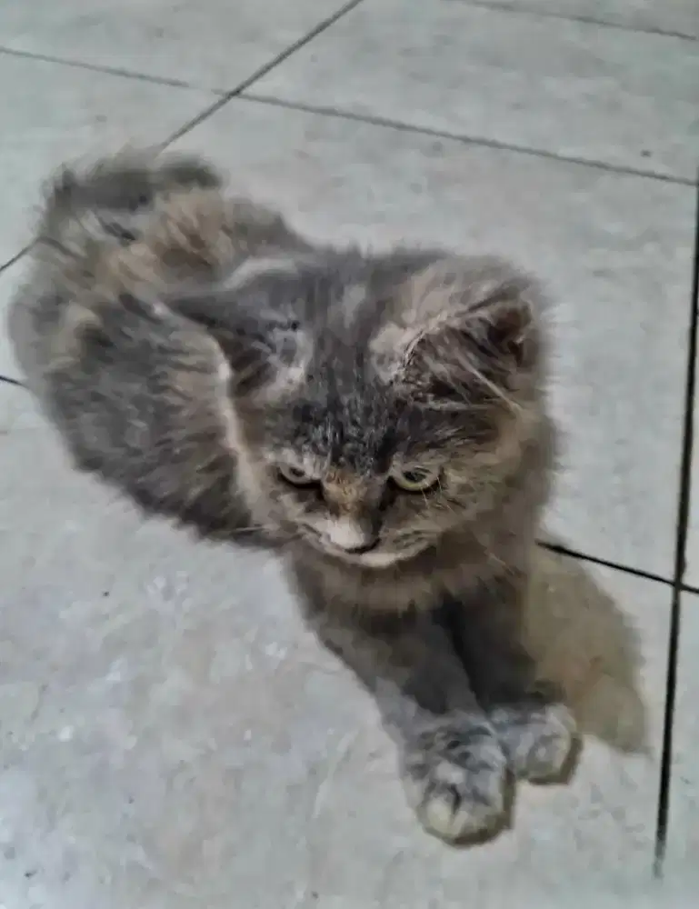 Kucing persia munchkin