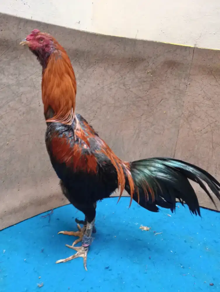 Ayam Bangkok Mangon wiring galeh