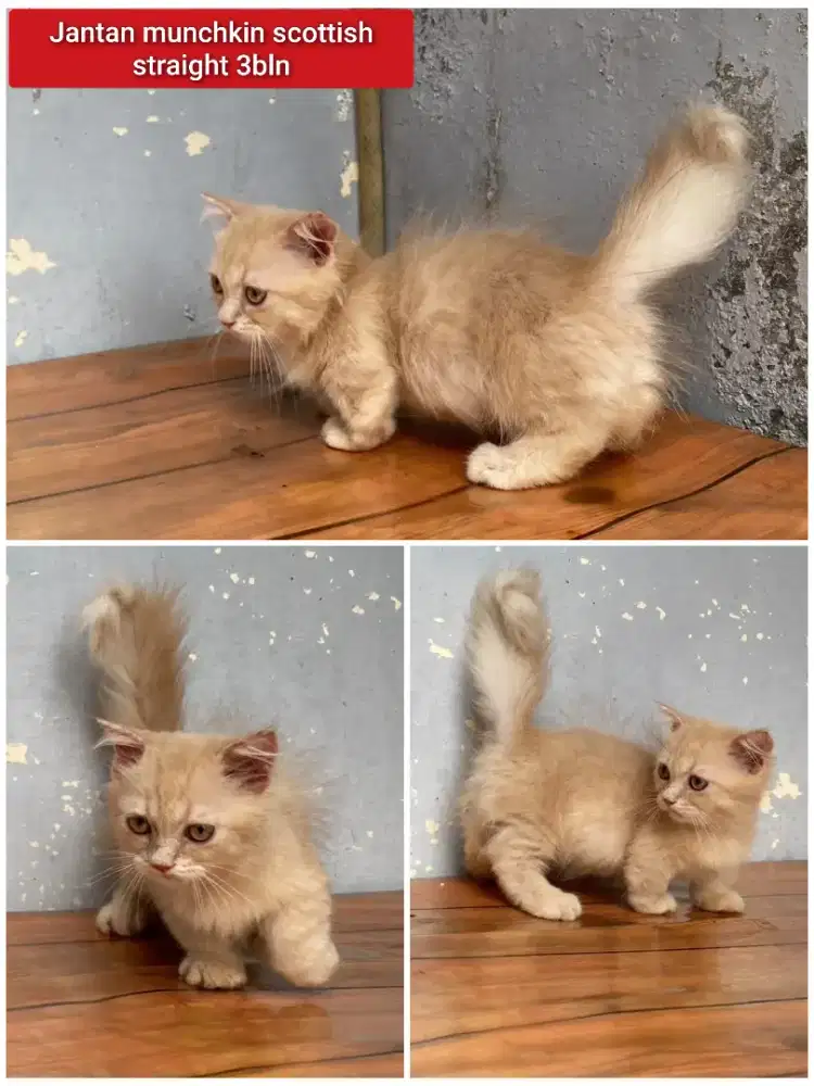 Lepas adopsi kucing persia munchkin cebol