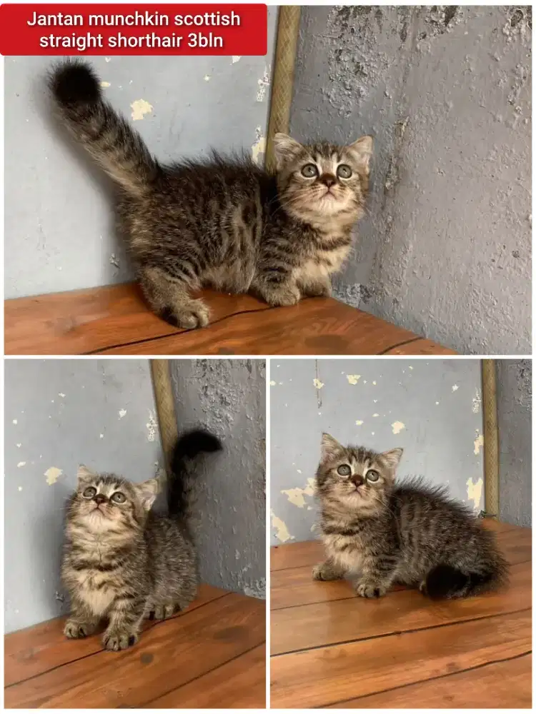 Lepas adopsi kucing persia munchkin cebol