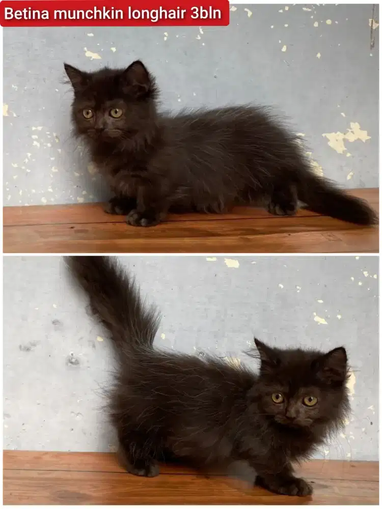 Lepas adopsi kucing persia munchkin cebol betina