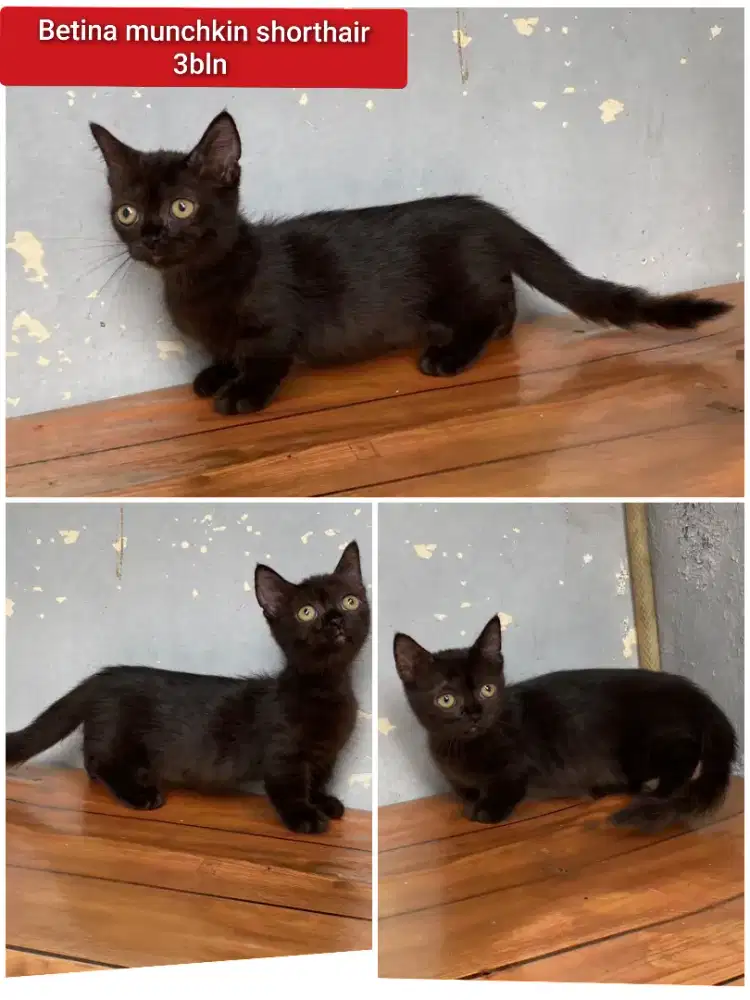 Lepas adopsi kucing persia munchkin cebol betina shorthair