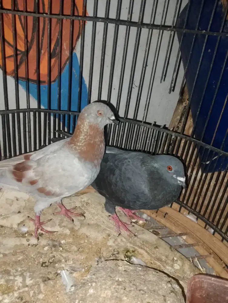 Burung dara Jawa jantan