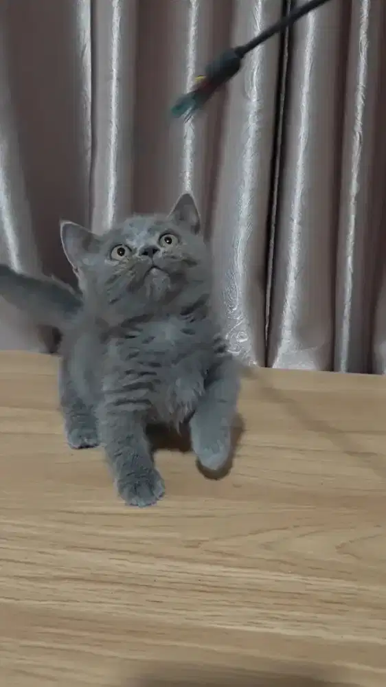 Bsh British Shorthair Munchkin