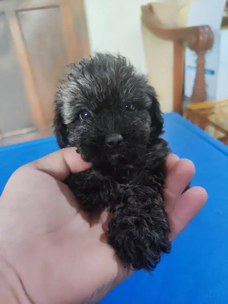 Tiny poodle brindle silver