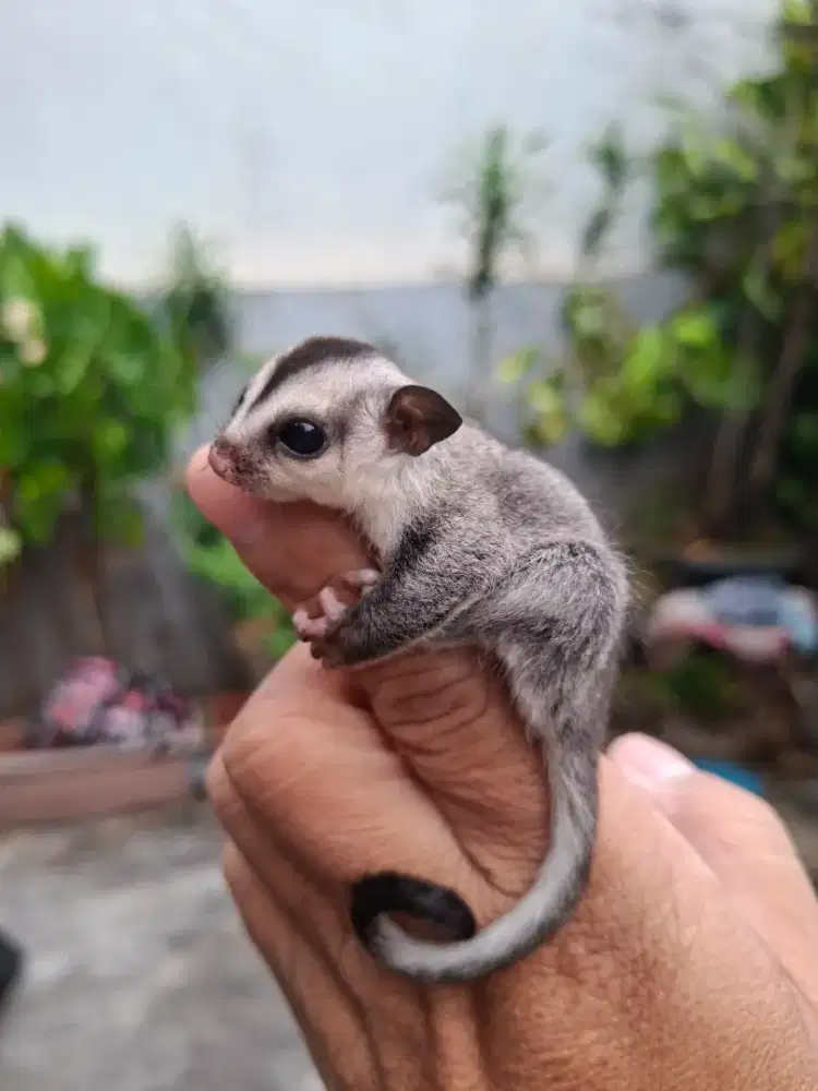 sugar glider classic grey joey