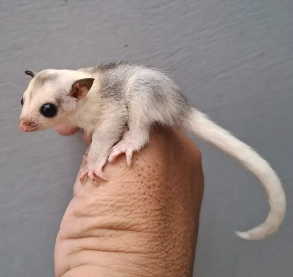 sugar glider Mozaik  joey
