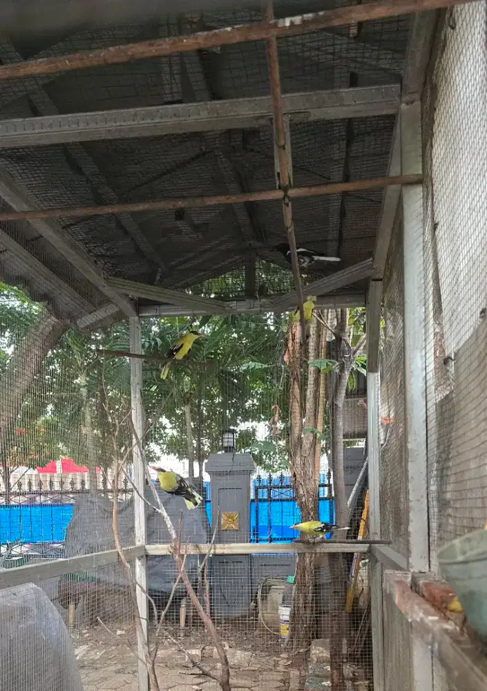Kepodang jawa ada 4 ekor