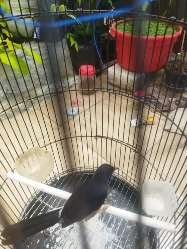 Burung Murai Batu Betina