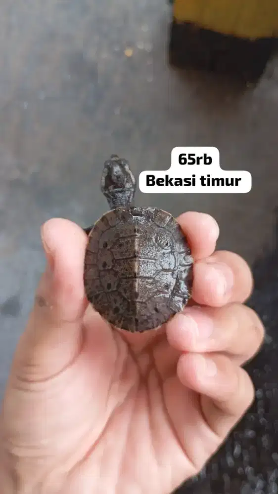Kura Kura dada putih Baby